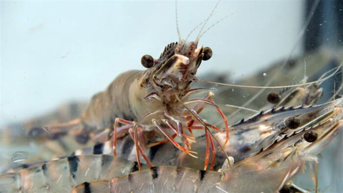 image-80-hinh-anh-tom-su-dep-day-du-kich-co-duoc-nhieu-nguoi-chon-167603612086432