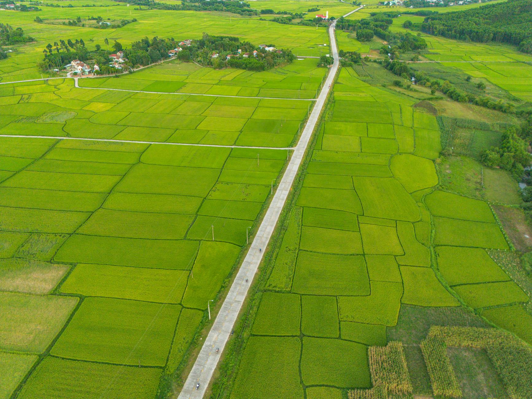 an aerial view of a road in a rice field